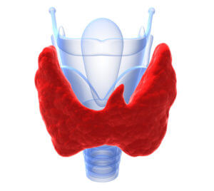Hipo ou hipertireoidismo: quando a tireoide se comporta mal